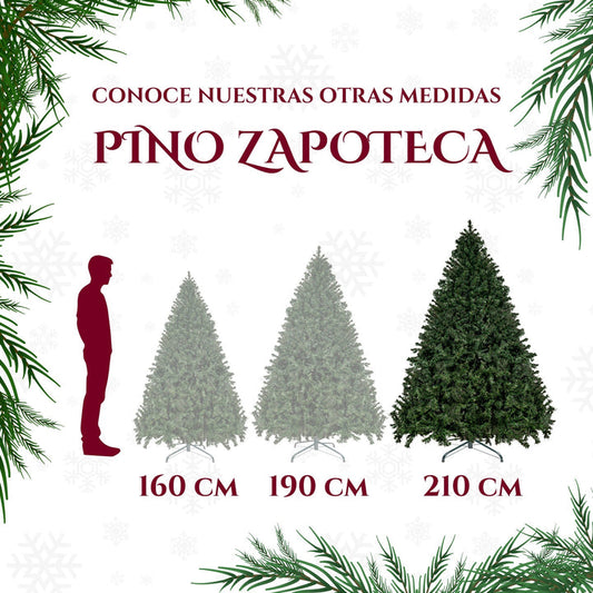 Pino Zapoteca